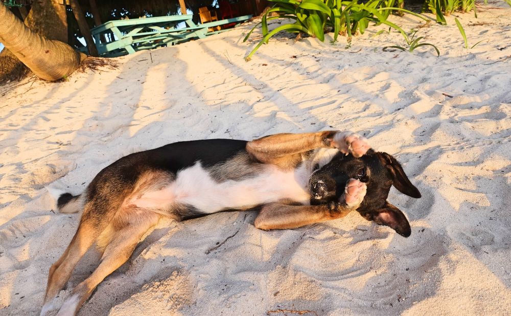 蘭瓜納島 Ranguana Caye dog
