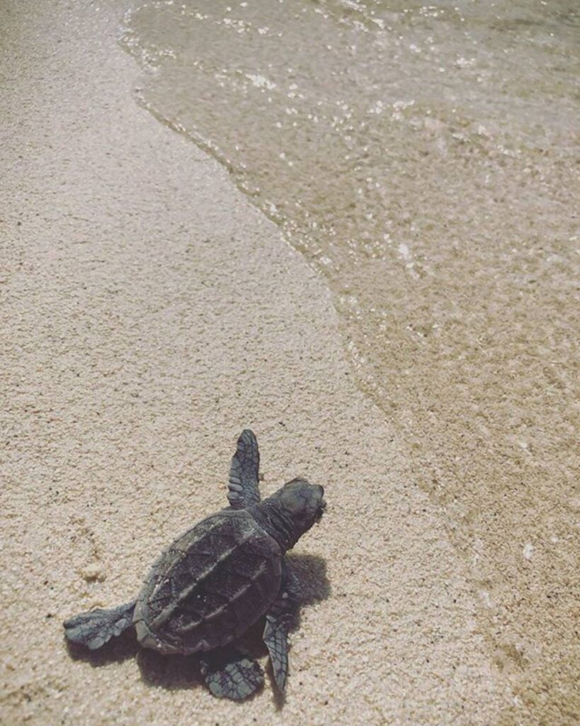 Ranguana Caye