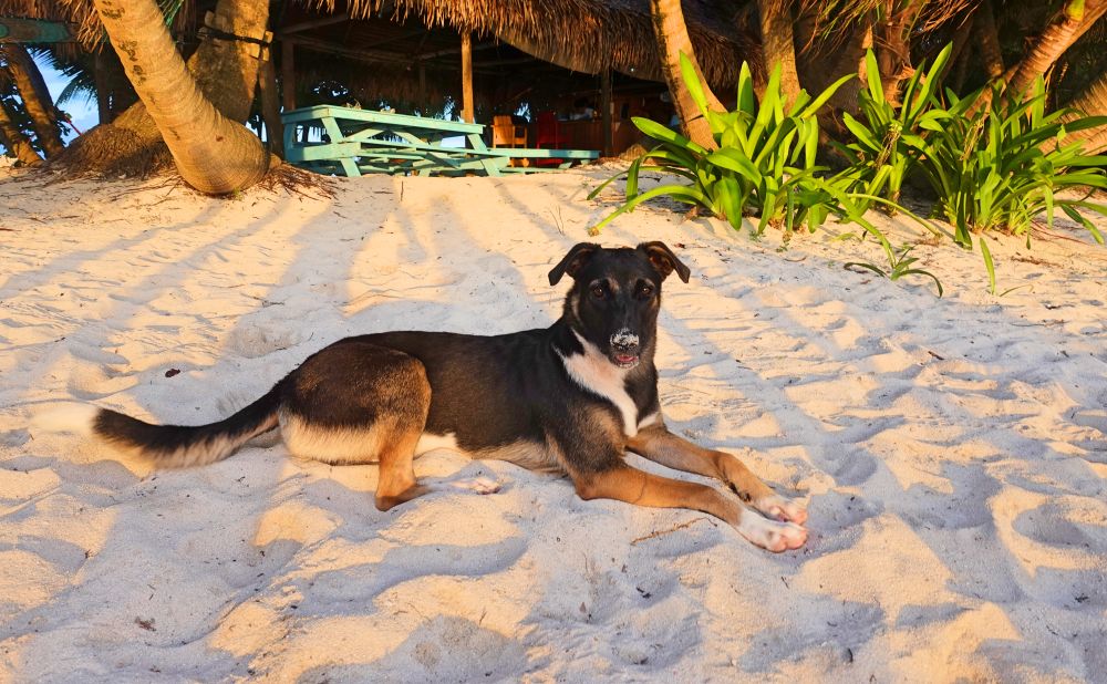Ranguana Caye dog 2