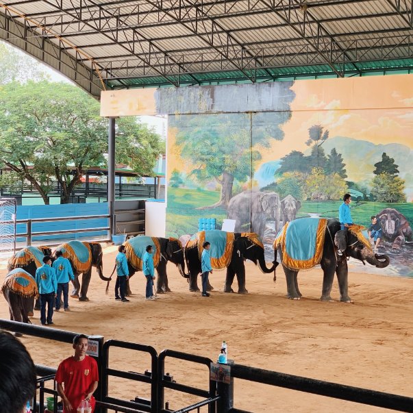 泰國包車一日遊推薦 包車遊大城府 歷史古蹟與野生動物近距離體驗 2 1