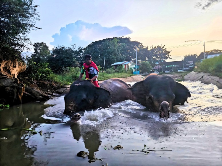 泰國包車一日遊推薦 包車遊大城府 歷史古蹟與野生動物近距離體驗 20 1