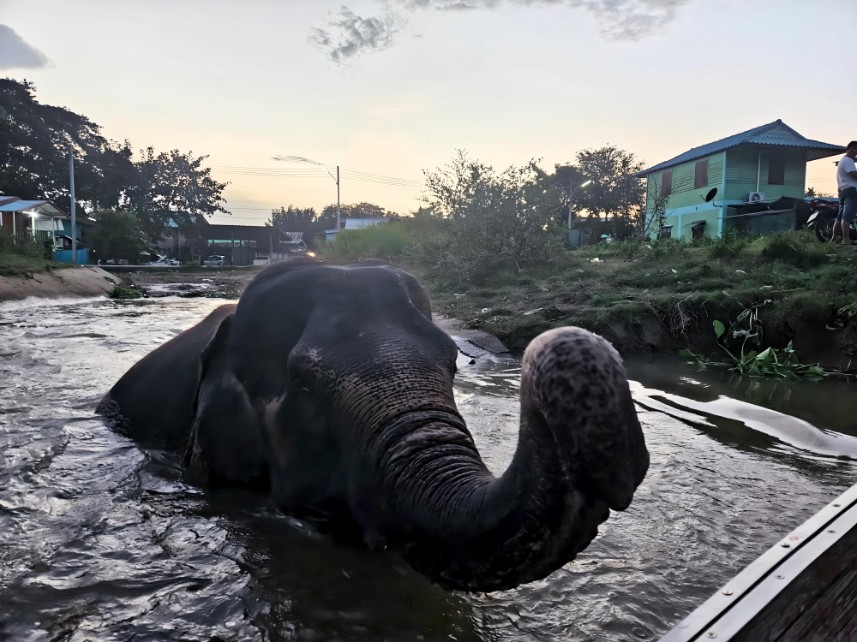 泰國包車一日遊推薦 包車遊大城府 歷史古蹟與野生動物近距離體驗 22