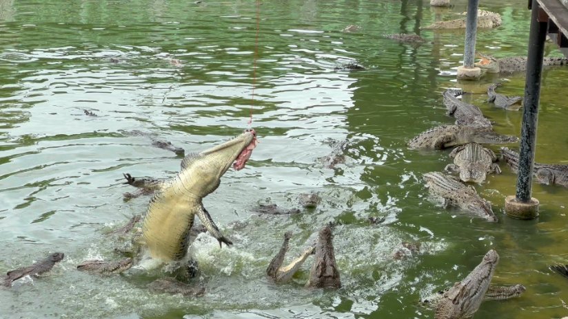 泰國包車一日遊推薦 包車遊大城府 歷史古蹟與野生動物近距離體驗 4