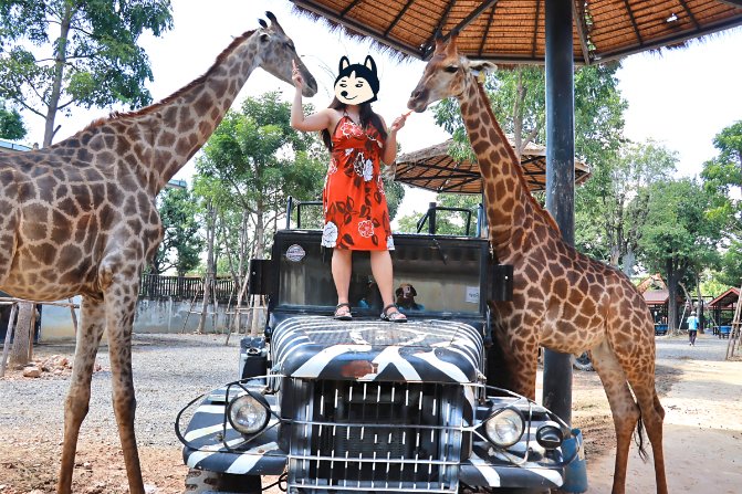 泰國包車一日遊推薦 包車遊大城府 歷史古蹟與野生動物近距離體驗 6